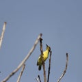 Humming birds eating insects from the nature world