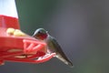 Humming Birds Feeding