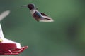 Humming Birds Feeding Royalty Free Stock Photo