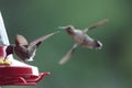 Humming Birds Feeding Royalty Free Stock Photo