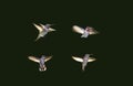 Humming Birds Royalty Free Stock Photo