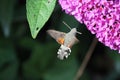 Humming moth close-up freeze motion flight,buddleia Royalty Free Stock Photo
