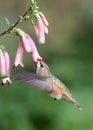 Hummingbird Royalty Free Stock Photo