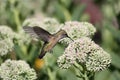Hummingbird Royalty Free Stock Photo