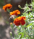 Hummingbird Royalty Free Stock Photo