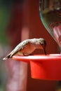 Hummingbird Royalty Free Stock Photo
