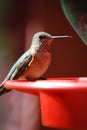 Hummingbird Royalty Free Stock Photo