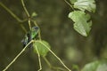 Hummingbird Royalty Free Stock Photo