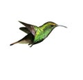 Hummingbird Royalty Free Stock Photo