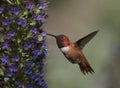 Hummingbird