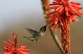 Hummingbird and aloe flowers Royalty Free Stock Photo