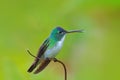 Hummingbird Andean Emerald, Amazilia franciae, with clear green background, Colombia Royalty Free Stock Photo