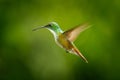 Hummingbird Andean Emerald, Amazilia franciae, with clear green background, Colombia. Beautiful bird from the tropical nature. Bir Royalty Free Stock Photo