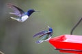 Hummingbird of the Andes in South America