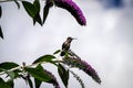 Hummingbird