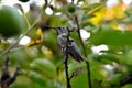 Anna`s Hummingbird on Apple Tree Branch 03