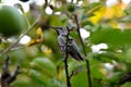 Anna`s Hummingbird on Apple Tree Branch 04