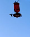 Hummingbird approaches a hanging feeder on a sunny summer morning.