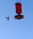 Hummingbird approaches a hanging feeder on a sunny summer morning.