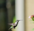 Hummingbird approaching flower