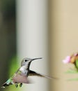 Hummingbird approaching flower