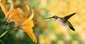 Hummingbird (archilochus colubris) hovering next to a yellow lil Royalty Free Stock Photo