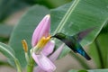 Hummingbird around flowers, french caribbean island