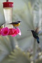 Hummingbird around flowers, Martinique