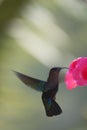 Hummingbird around flowers, Martinique