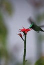 Hummingbird around flowers, Martinique