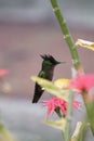 Hummingbird around flowers, Martinique