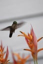 Hummingbird around flowers, Martinique