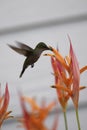 Hummingbird around flowers, Martinique