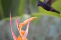 Hummingbird around flowers, Martinique