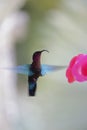 Hummingbird around flowers, Martinique