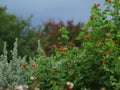 Hummingbird Arrives In TIme To Hear Shutter Click