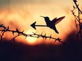 Hummingbird Sunset Silhouette Royalty Free Stock Photo