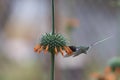 Hummingbird in the Azapa Valley, Chile