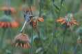 Hummingbird in the Azapa Valley, Chile