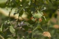 Hummingbird in the Azapa Valley, Chile