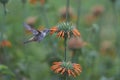 Hummingbird in the Azapa Valley, Chile