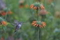 Hummingbird in the Azapa Valley, Chile