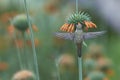 Hummingbird in the Azapa Valley, Chile