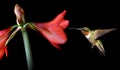 Hummingbird with Beautiful Tropical Flower on Black Background Royalty Free Stock Photo