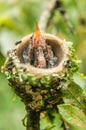 Hummingbird nest