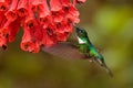 Hummingbird with big red flower. Collared Inca, Coeligena torquata, dark green black and white hummingbird flying next to Royalty Free Stock Photo