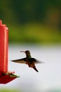 Hummingbird at Bird Feeder Royalty Free Stock Photo