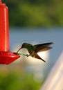 Hummingbird on a Bird Feeder Royalty Free Stock Photo