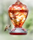 Hummingbird bird feeder red Royalty Free Stock Photo