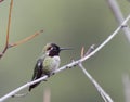 Hummingbird Black-chinned (Archilochus alexandri) Royalty Free Stock Photo